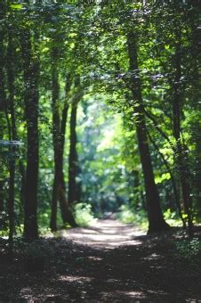 Free Images Landscape Tree Nature Forest Path Grass Wilderness