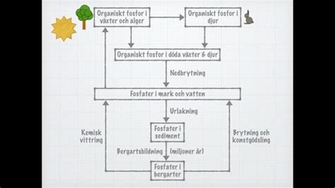 Biologi Ekologi Flashcards Quizlet