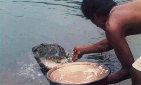 Meet Babiya The Vegetarian Crocodile Who Guards A Temple In Kerala