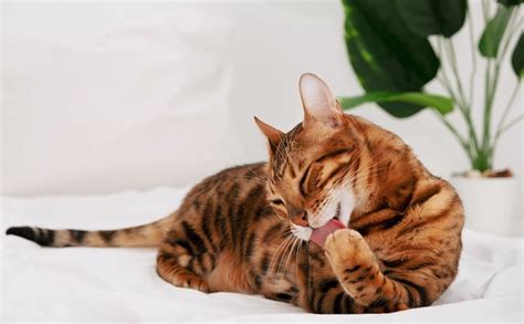 Is Your Cats Skin Prone To Dryness Flaking And Irritation