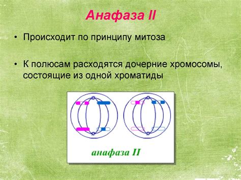 Мейоз. Механизм мейоза - презентация онлайн