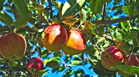 28 Different Types of Apple Tree Varieties to Grow This Season