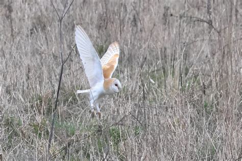 Barn Owl Rspb Bempton Cliffs Michael Atkinson Flickr