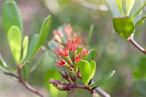 Mangrove Stock Photos, Images and Backgrounds for Free Download