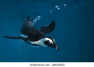 Penguin Swimming Underwater Blue Water Stock Photo 338764022 | Shutterstock