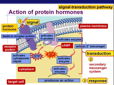 Signal Transduction Pathways Worksheet