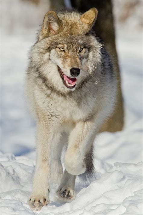 Running Wolf Wallpapers - Stunning Images of Wolves in Action