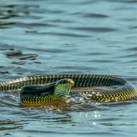 Top 20 Deadliest Snakes In The World - SnakeTracks.com