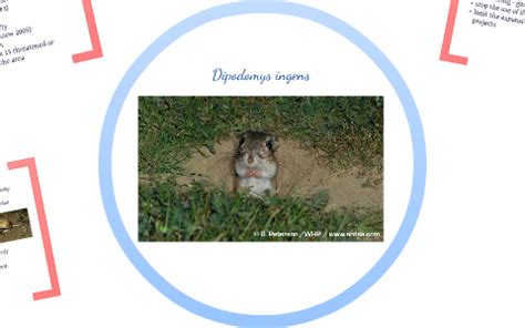 Giant Kangaroo Rat Conservation Action Plan by Caroline Davis on Prezi