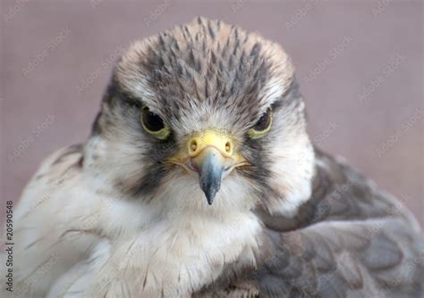 falcon bird of prey Stock Photo | Adobe Stock