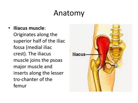 Anterior Iliac Crest Ppt