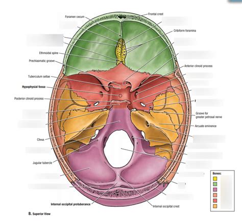 Base Of Skull Pt Foramen And Features Diagram Quizlet