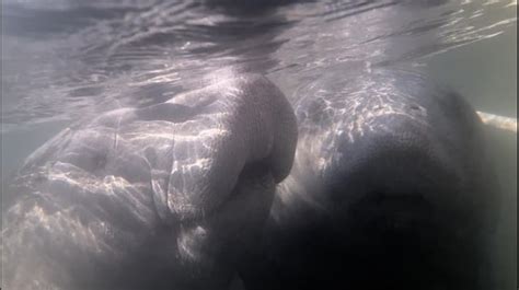 Snorkeling with manatees in Crystal River, FL : r/snorkeling