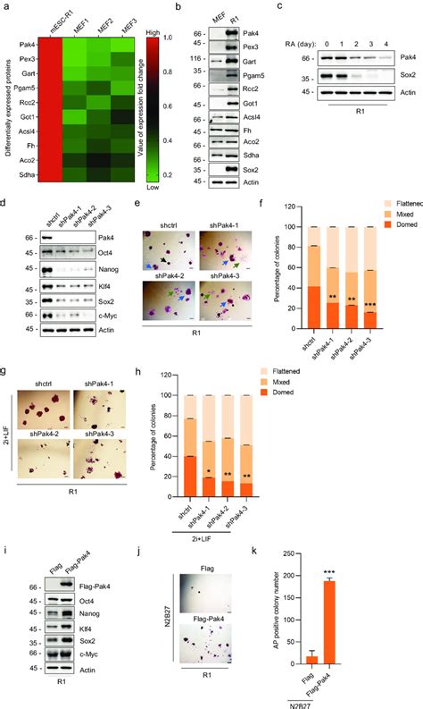 Identification Of Pak4 As A Pluripotency Relevant Factor In MES Cells