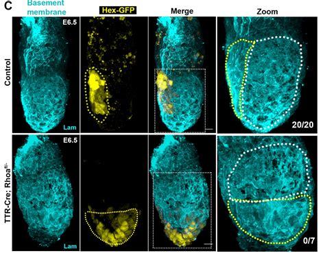 A better understanding of embryonic development