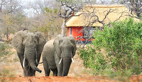 Balule Private Game Reserve Balule Safari Packages And Lodges