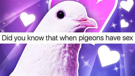 Did You Know That When Pigeons Have Sex Youtube