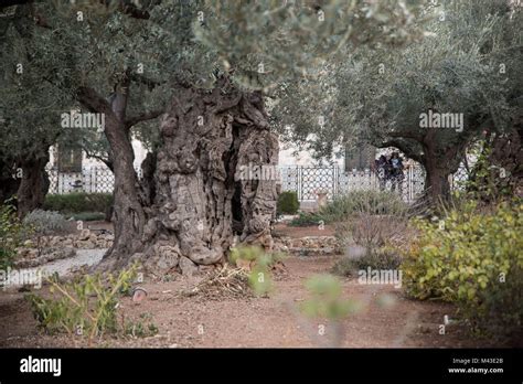 Gethsemane olive hi-res stock photography and images - Alamy