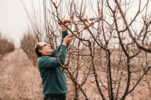 Mejor época para podar árboles frutales Limpiezas Málaga