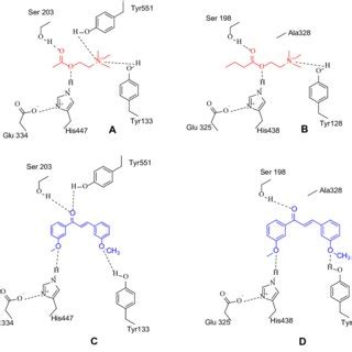 A And B The Binding Interactions Of Acetylcholine And Butyrylcholine