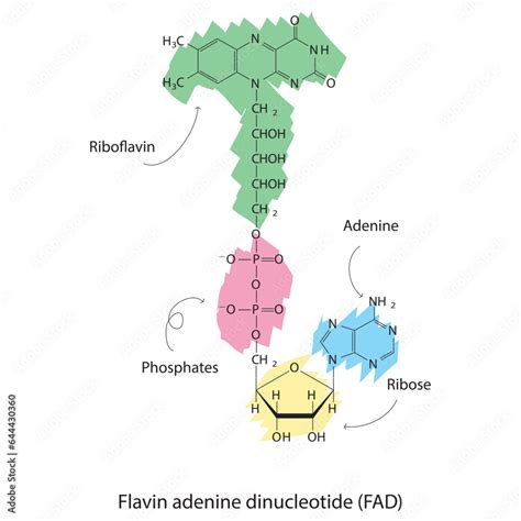 Structure Of FAD Flavin Adenine Dinucleotide Showing Nicotinamide