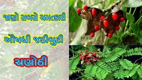 ચણોઠી રત્તી ના ચમત્કારી ફાયદા Chanothi Ke Fayde Abrus