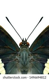 Black Butterfly Head Details Antenna Eyes Stock Photo