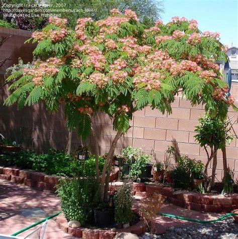 pink mimosa tree