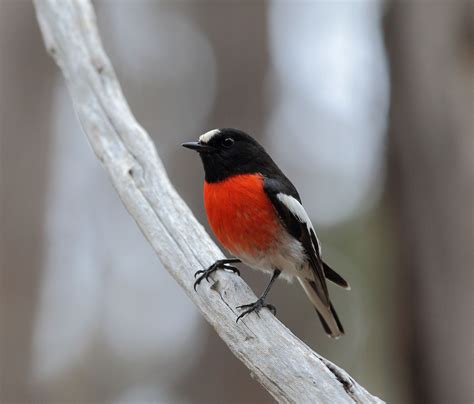 Birdlife Australia On Twitter It S Naidocweek The Noongar People