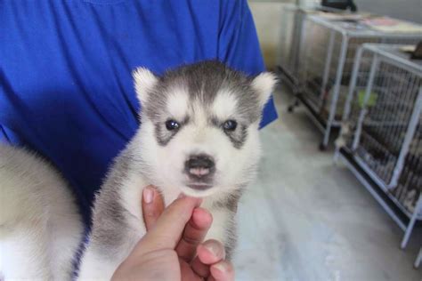 LovelyPuppy: 20140106 Standard Double Coat Husky Puppies~