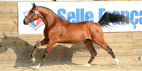 Selle Français Horse | Horse breeds, Horses, Warmblood horses