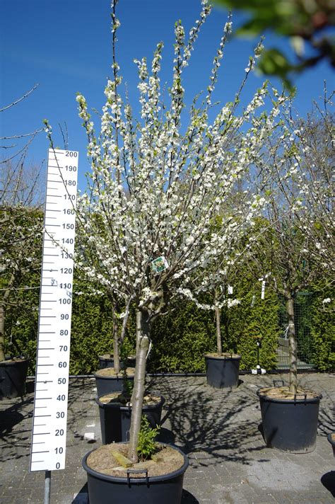 Prunus Domestica Mirabelle De Nancy Halfstam Goedkopeolijfbomen Nl