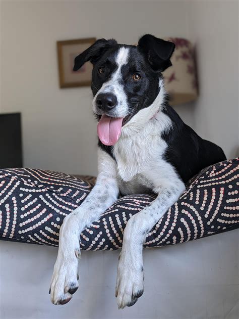 Our 1 year old border collie x lab : r/BorderCollie
