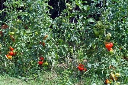 The Best Ways to Get Calcium From Eggshells for Tomato Plants | Garden Guides