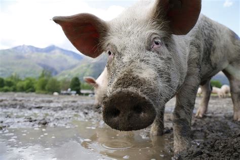 Voici Pourquoi Vous Ne Devriez Pas Manger La Viande De Porc