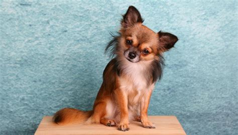 Chihuahua Hair Loss Why It Happens And How To Treat It Fotp