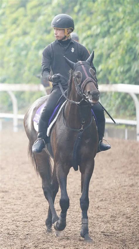 【菊花賞】コスモキュランダ クラシック“皆勤” 加藤士師「状態は一段階上がっている」 スポニチ競馬web