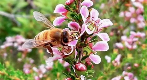 Manuka Honey And Bee Products Natures Nudge