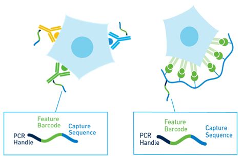 What Is Feature Barcode Technology For Immune Profiling Software