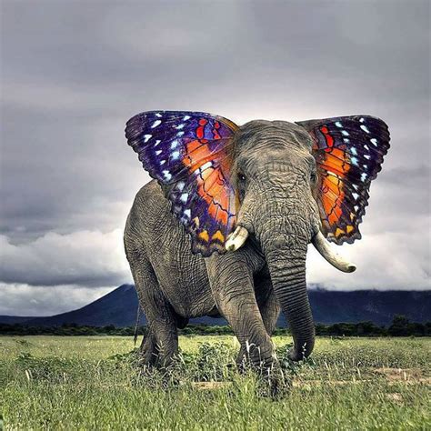 TOP 26 funny photoshopped photos of two animals combined together