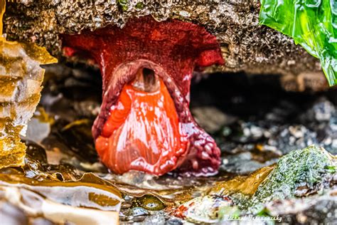 Michael Ostrogorsky Ph D On Twitter Sea Anemone Hiding Under A