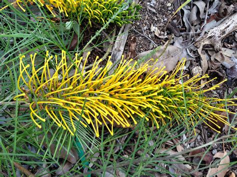 Yellow Grevillea