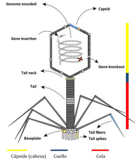 Bacteriófagos Todo Sobre Esta Posible Alternativa A Los Antibióticos Virus Microbiología