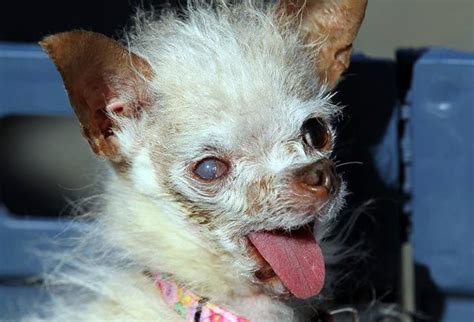 La Perrita Yoda Fue Declarada Como La M S Fea Del Mundo El Mundo Al