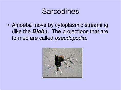 Kingdom Protista. - ppt download