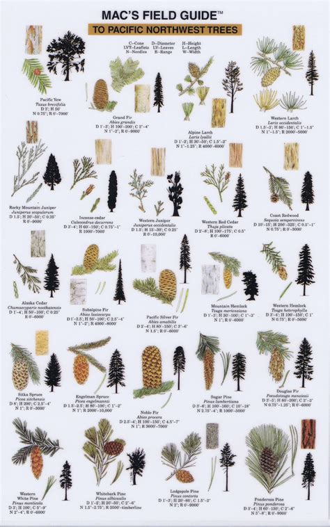 Guide To Pacific Northwest Trees Tree Identification Tree Id Identifying Trees