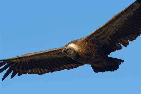 Vautour Fauve Gyps Fulvus Griffon Vulture Gorges De La Flickr