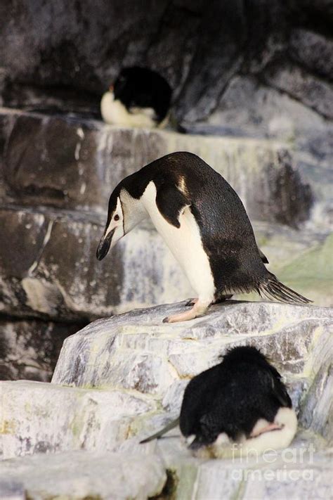 Penguin Habitat Photograph by Mesa Teresita - Fine Art America