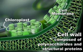 Cell Wall CreationWiki The Encyclopedia Of Creation Science