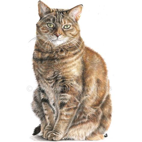 Golden Tabby Cat Drawing Cat Portraits Animal Portraits Drawing Pet